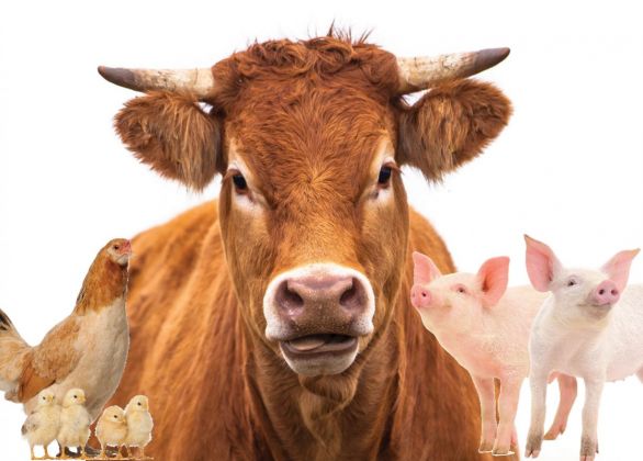 2-pigs+1-cow+-5-Chickens-1758x1260