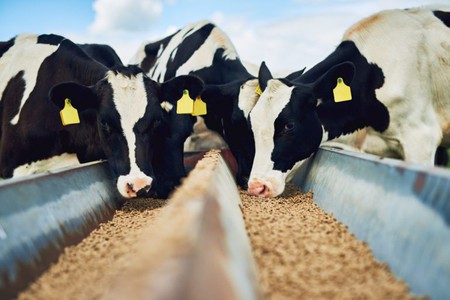 Animal nutritional additives Animal nutritional additives