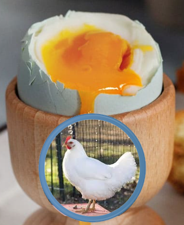 Turmeric bulk powder Turmeric bulk powder