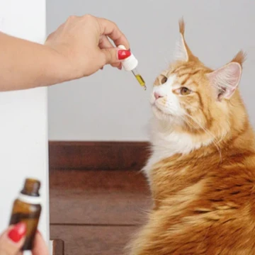 Kokosöl für Katzen