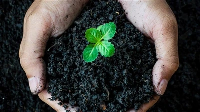 Huminsäuren: Verbesserung des Erntewachstums und Förderung gesunder Böden